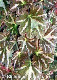 Saxifraga fortunei 'Silver Velvet'